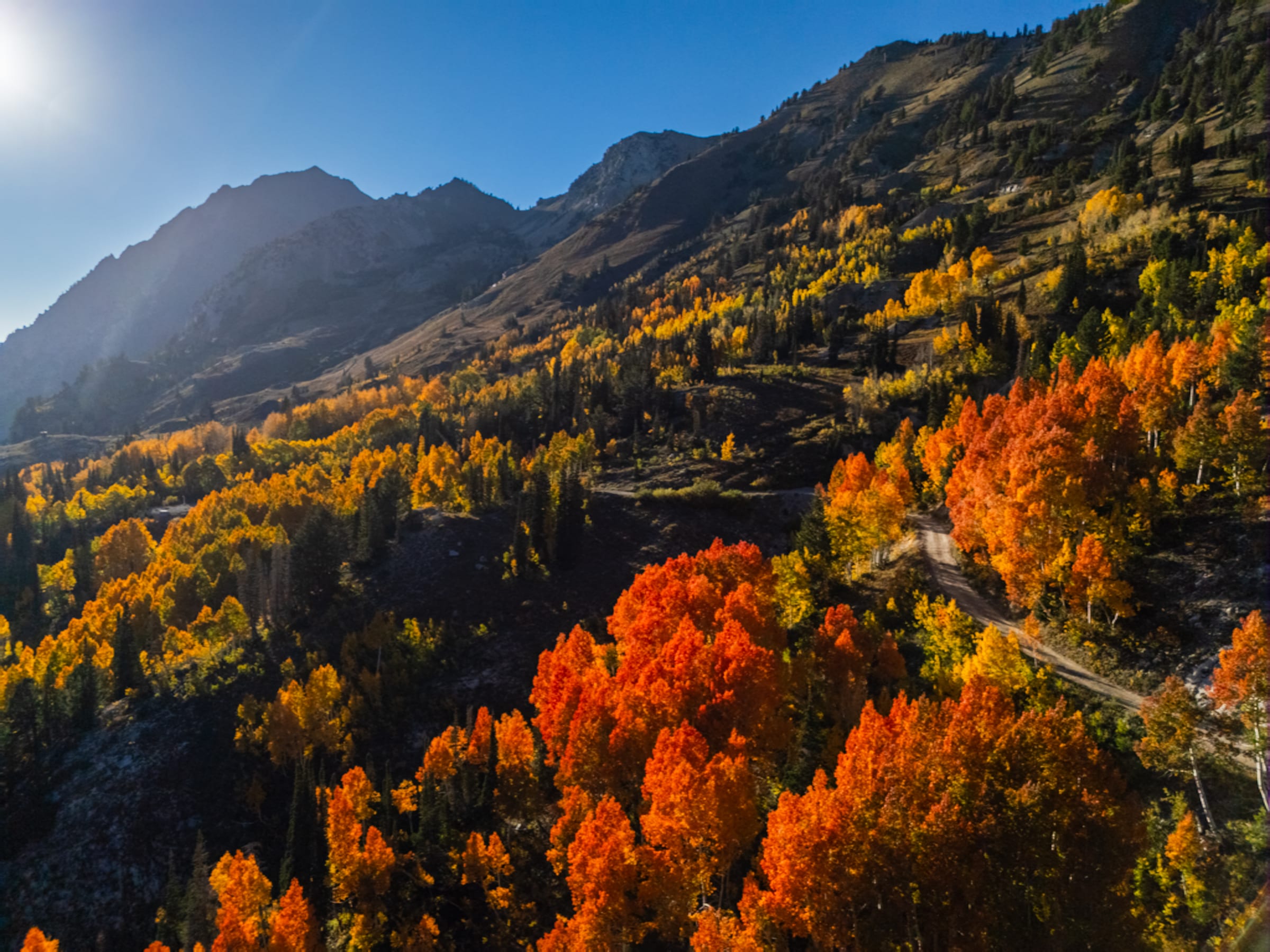 Red and Gold Aspens above Alta, Grizzly Gulch, Alta, Utah