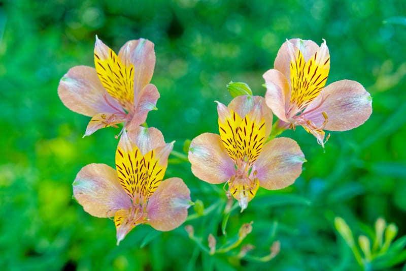 Peruvian Lilies, Arcadia, California