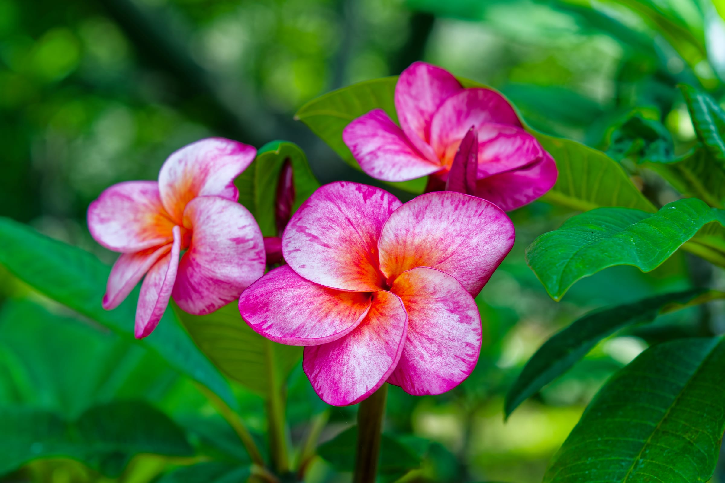 Plumeria, Arcadia, California