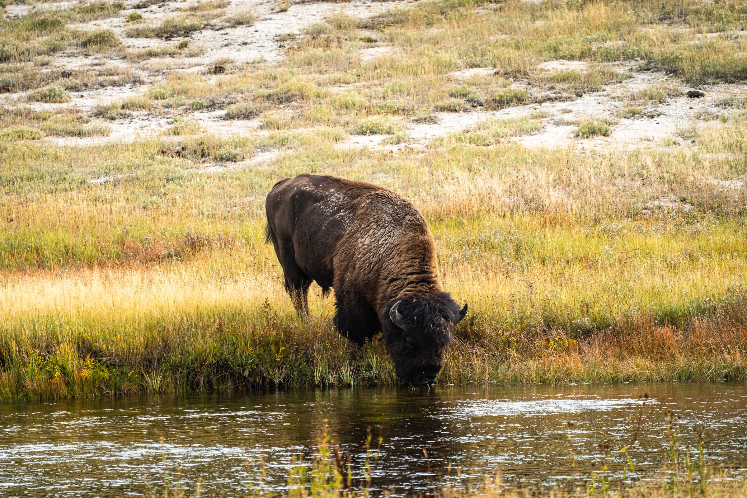 Bison at the Bank, Yellowstone National Park, Wyoming