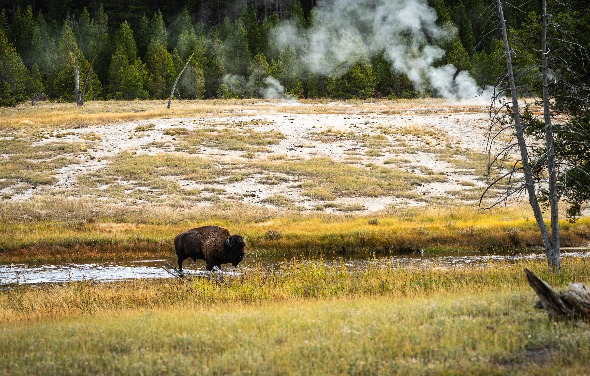 Bison and the Steam, Yellowstone National Park, Wyoming