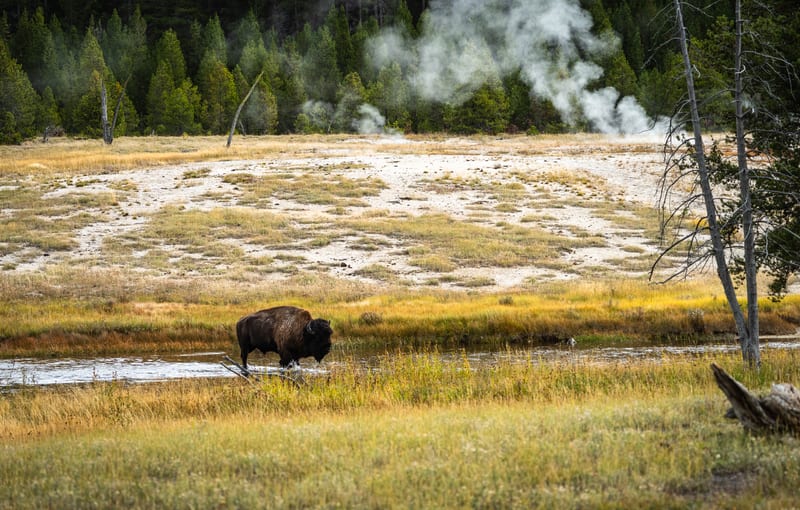Bison and the Steam, Yellowstone National Park, Wyoming