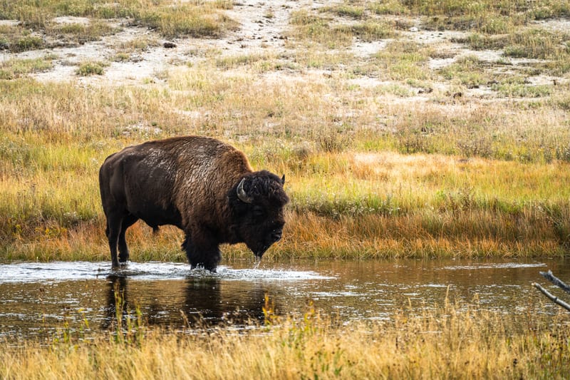 Bison in the Channel, Yellowstone National Park, Wyoming