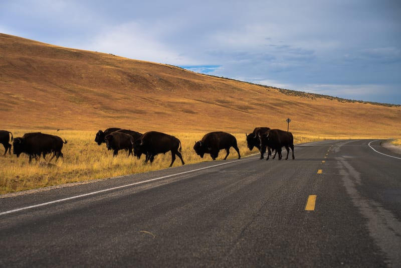 Bison Crossing, The mountain west