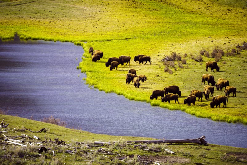 Bison on the Riverbank, Yellowstone National Park, Wyoming