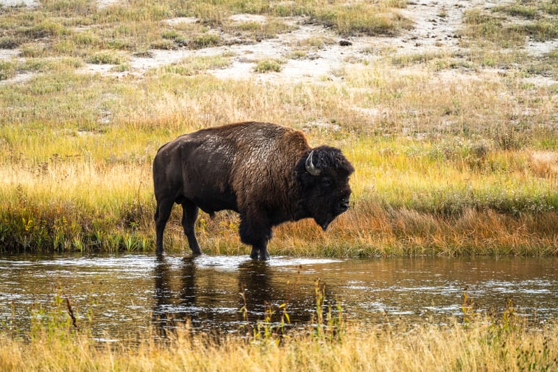Bison Mid-Channel, Yellowstone National Park, Wyoming