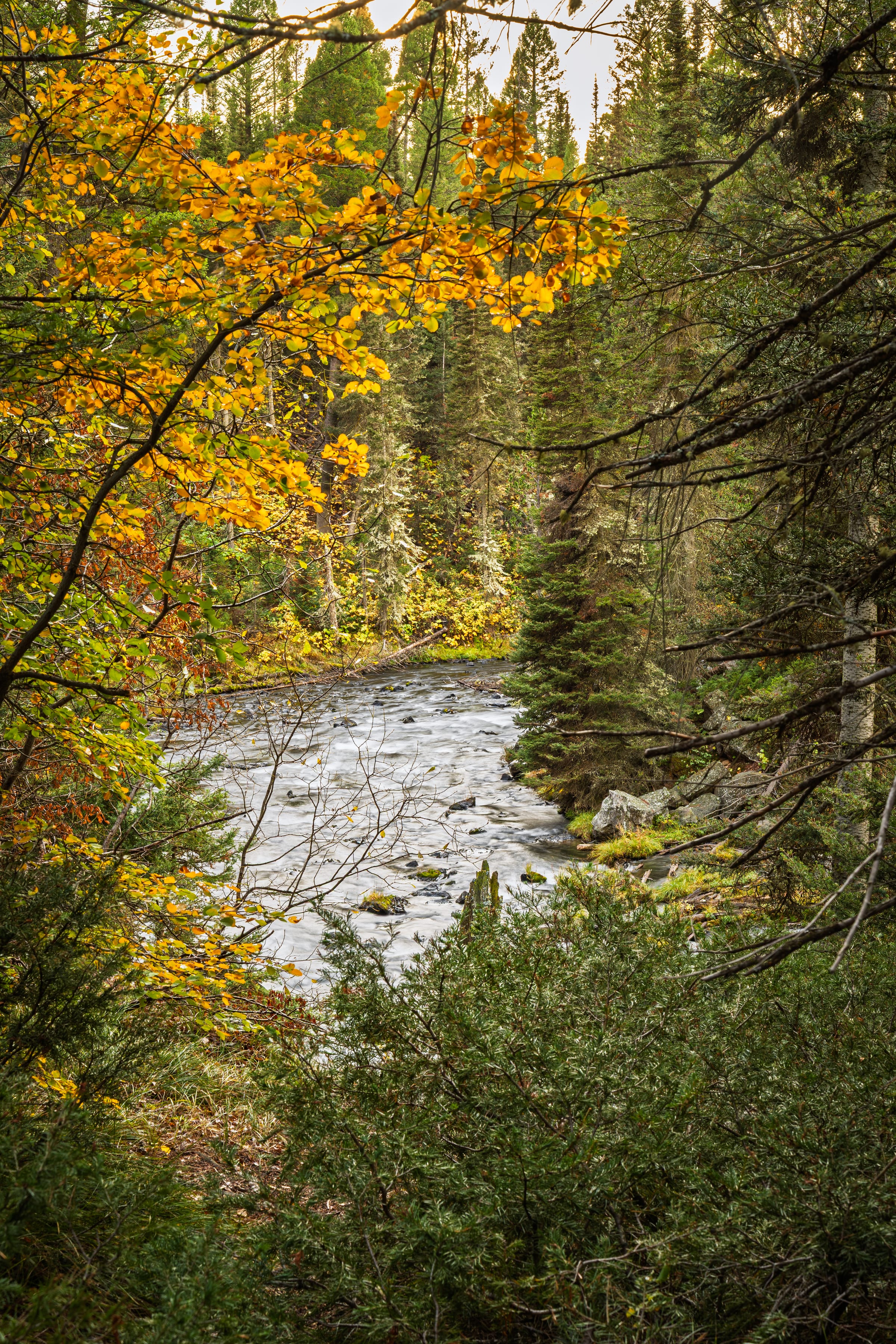 Cascade under Gold Leaves, Buffalo River Dam, Island Park, Idaho
