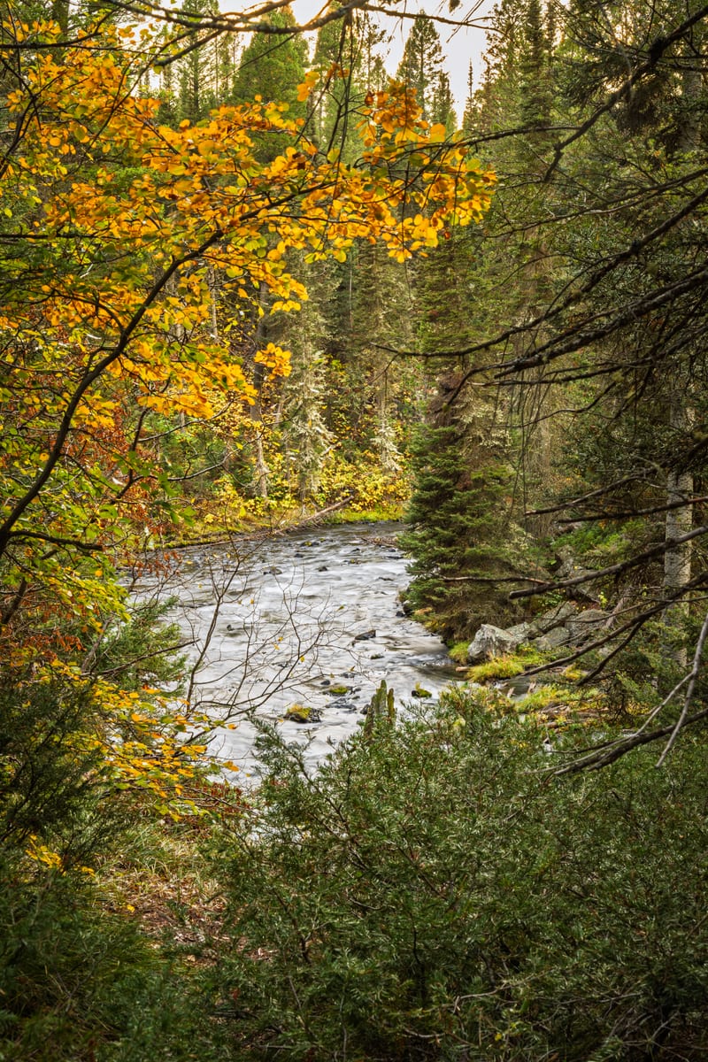 Cascade under Gold Leaves, Buffalo River Dam, Island Park, Idaho