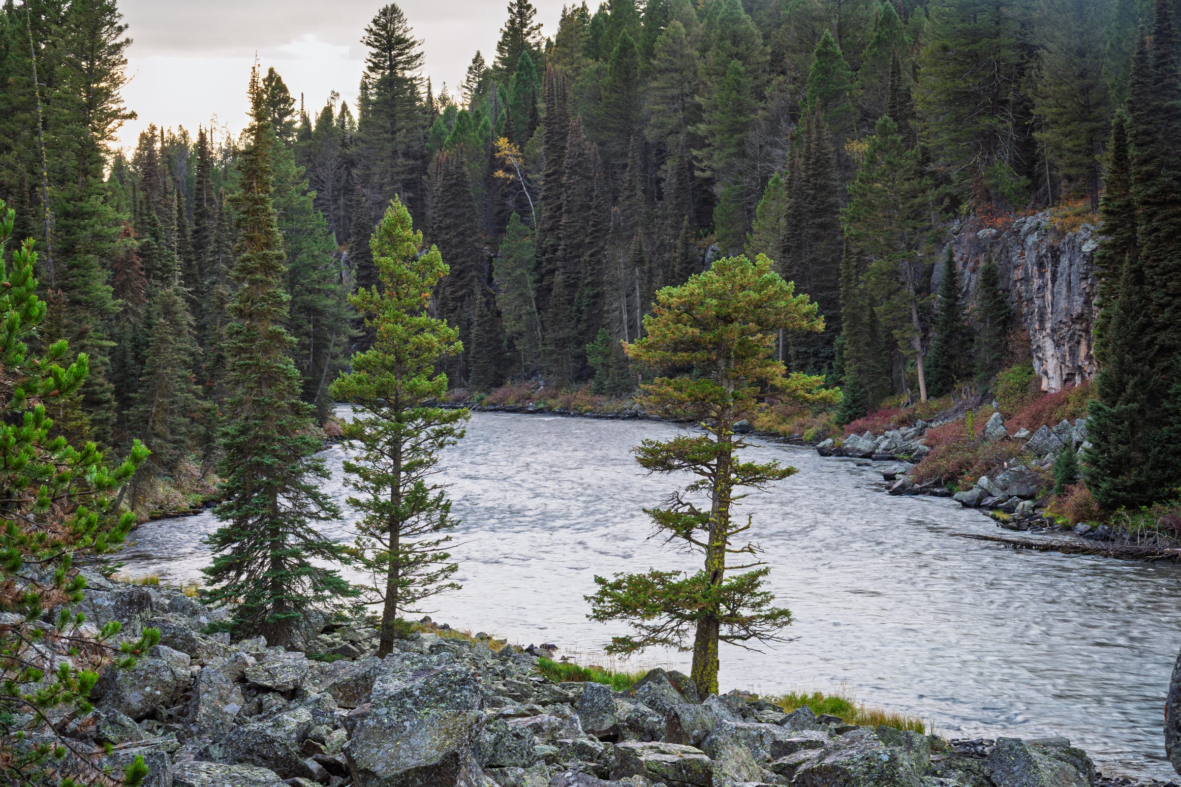 Lone Pines on the Buffalo River, Buffalo River Dam, Island Park, Idaho
