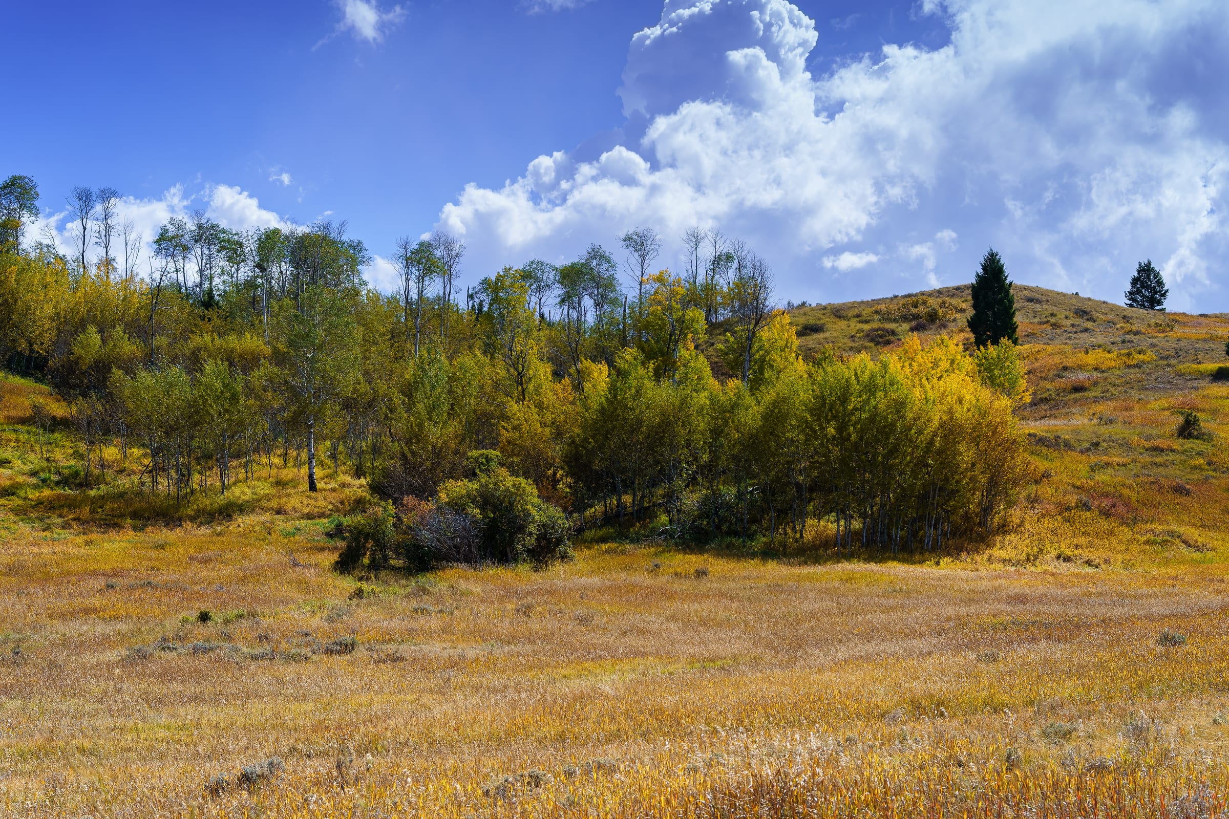 Aspens under Building Cumulus, Centennial Valley, Montana