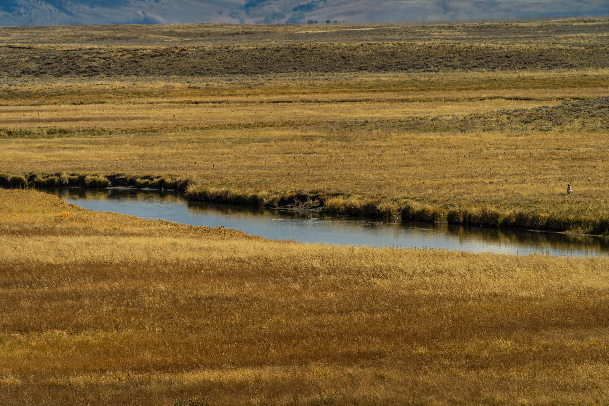 Creek through Gold Grass, Centennial Valley, Montana