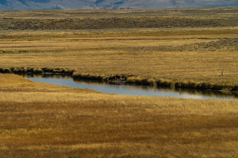 Creek through Gold Grass, Centennial Valley, Montana