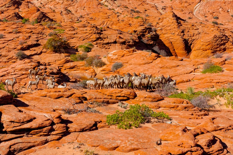 Bighorn Band, Coyote Buttes North, Arizona