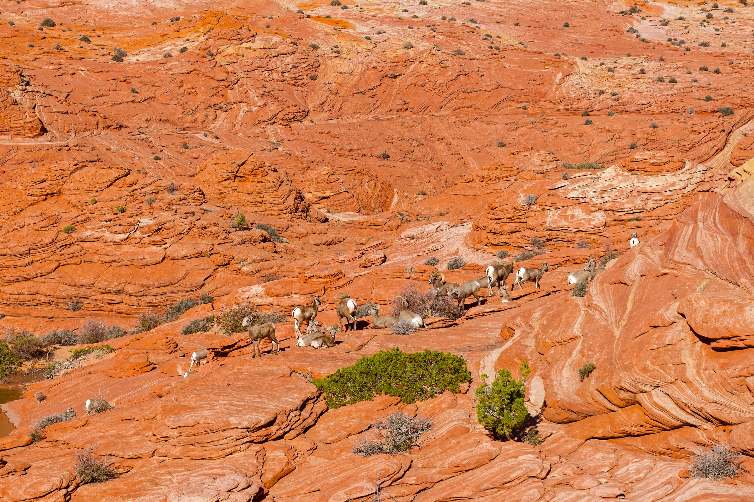 Bighorn Herd, Coyote Buttes North, Arizona