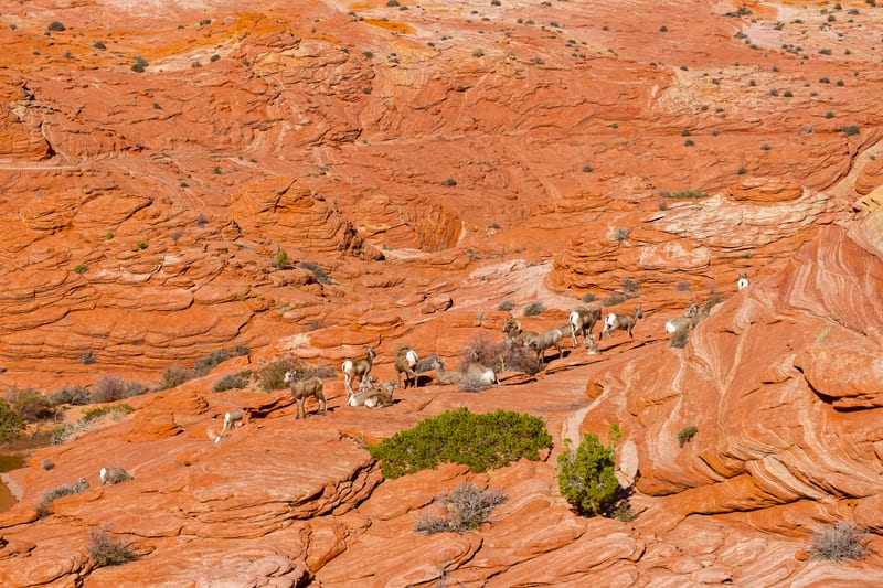 Bighorn Herd, Coyote Buttes North, Arizona