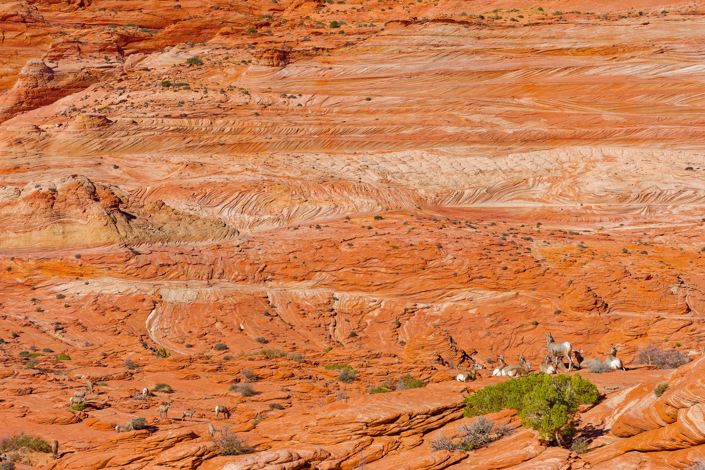 Bighorn on the Slickrock, Coyote Buttes North, Arizona