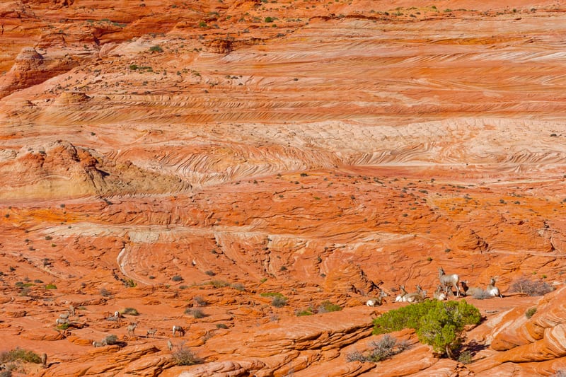 Bighorn on the Slickrock, Coyote Buttes North, Arizona