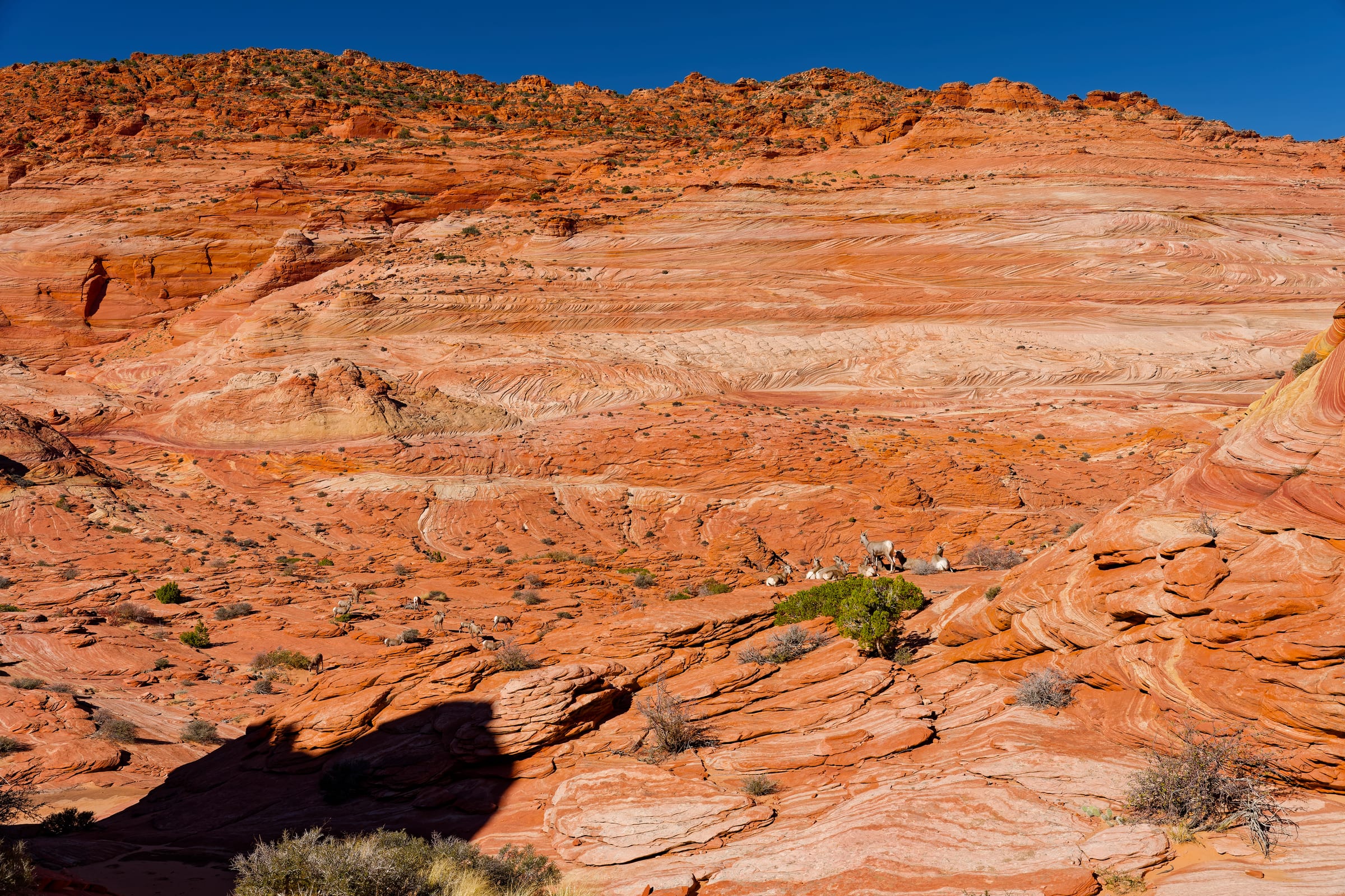 Crossbedded Slope, Coyote Buttes North, Arizona