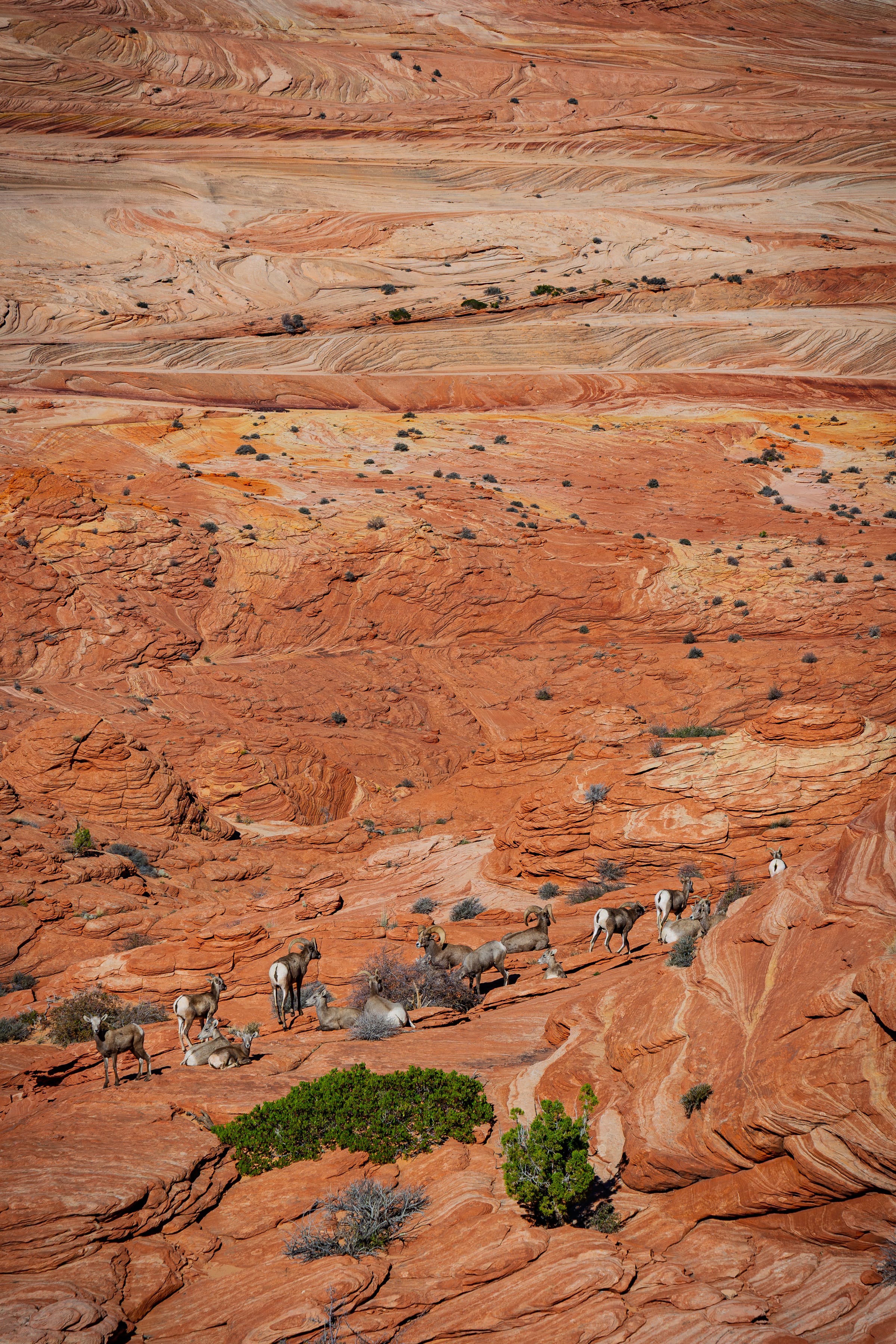 Sandstone Terrace, Coyote Buttes North, Arizona