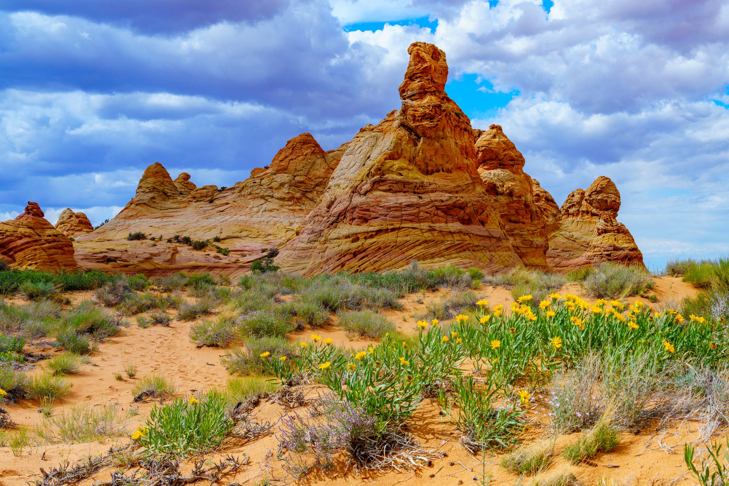 Teepees and Wildflowers, Coyote Buttes South, Arizona