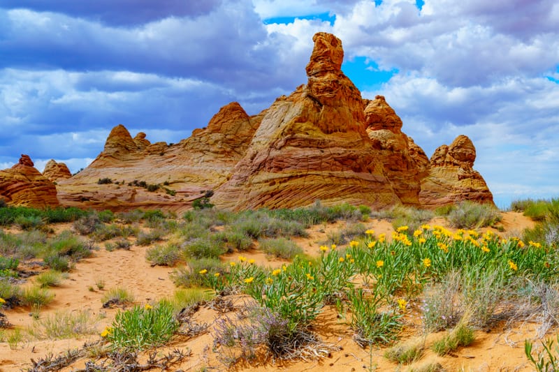 Teepees and Wildflowers, Coyote Buttes South, Arizona