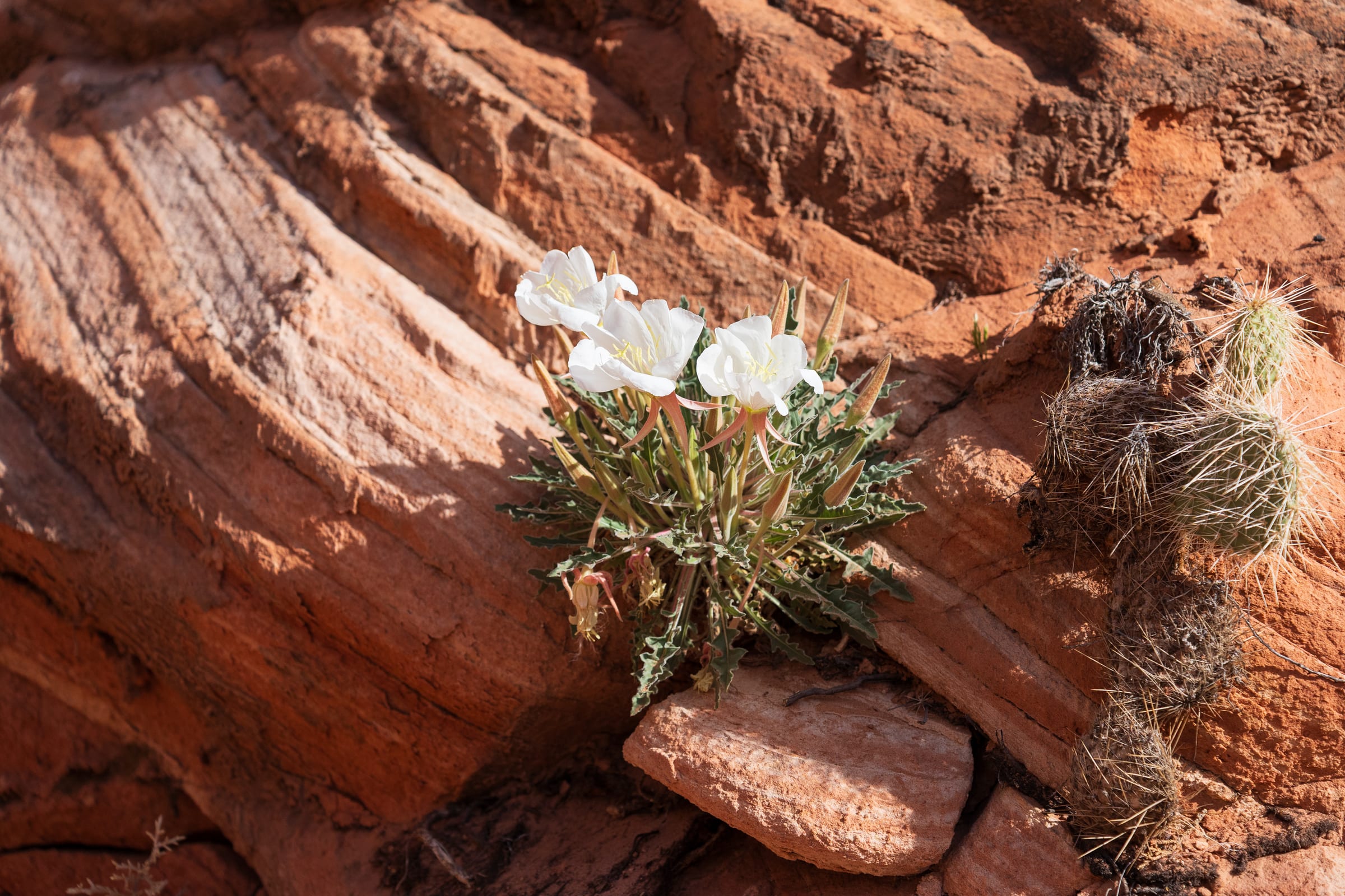 Desert Bloom on Red Rock, Colorado Plateau