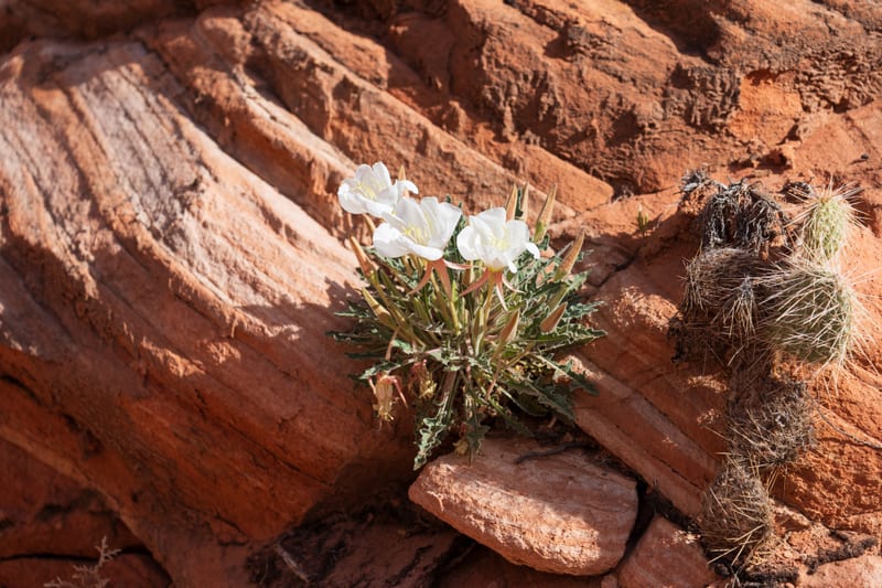 Desert Bloom on Red Rock, Colorado Plateau