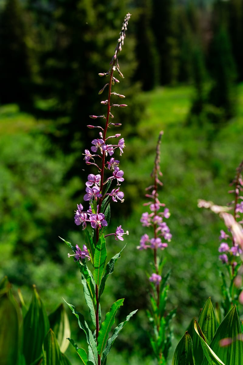 Fireweed, A high-country meadow