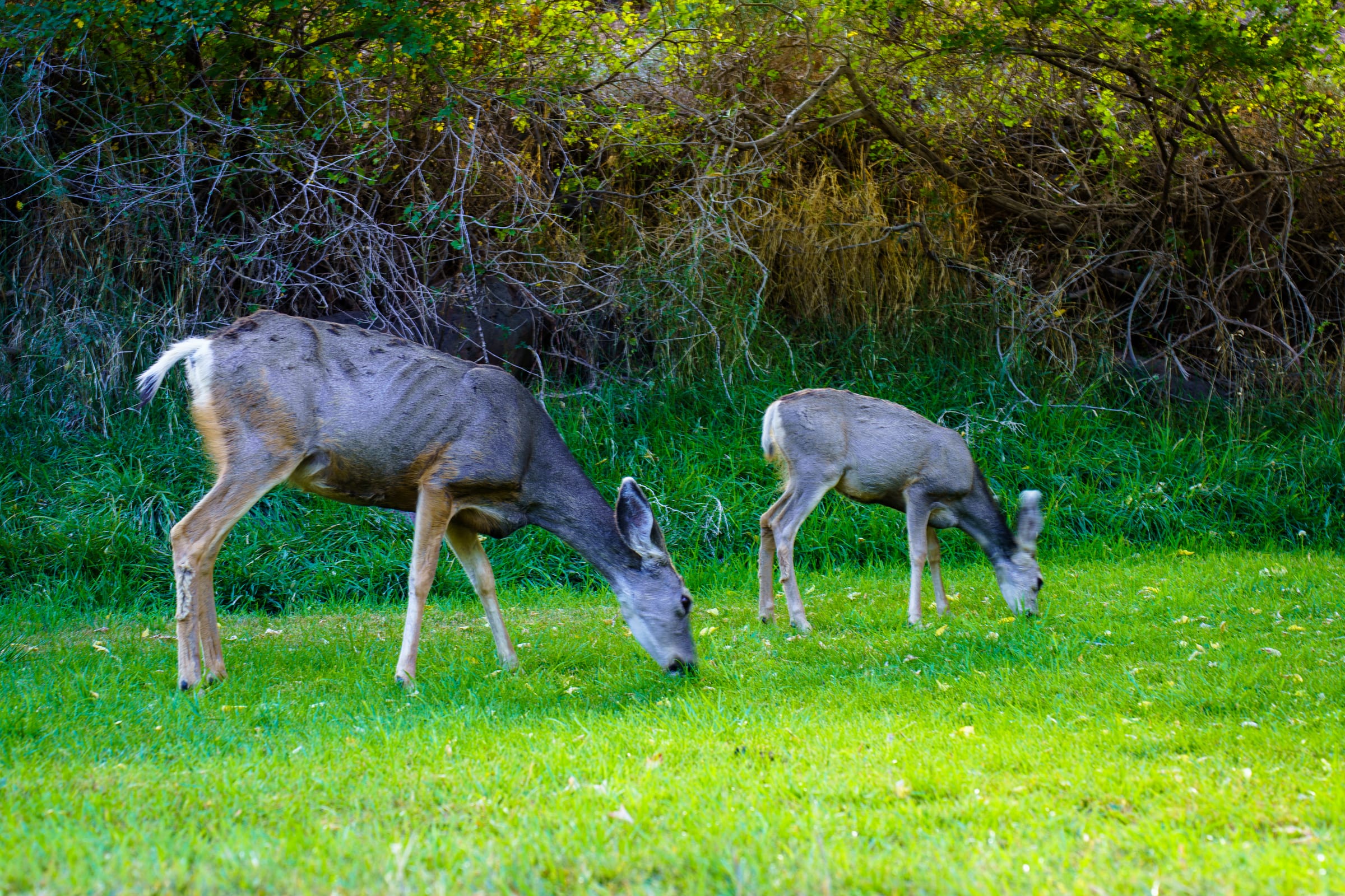 Mule Deer at the Gifford Barn, Fruita, Capitol Reef National Park, Utah