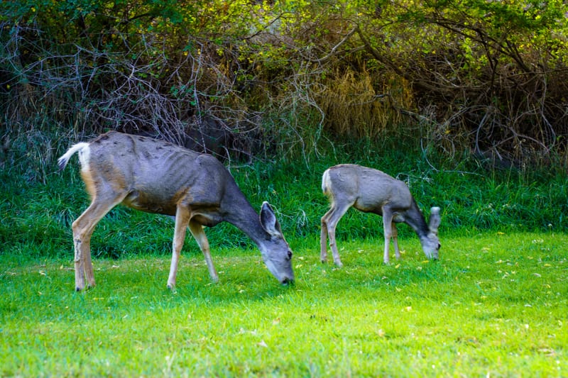 Mule Deer at the Gifford Barn, Fruita, Capitol Reef National Park, Utah