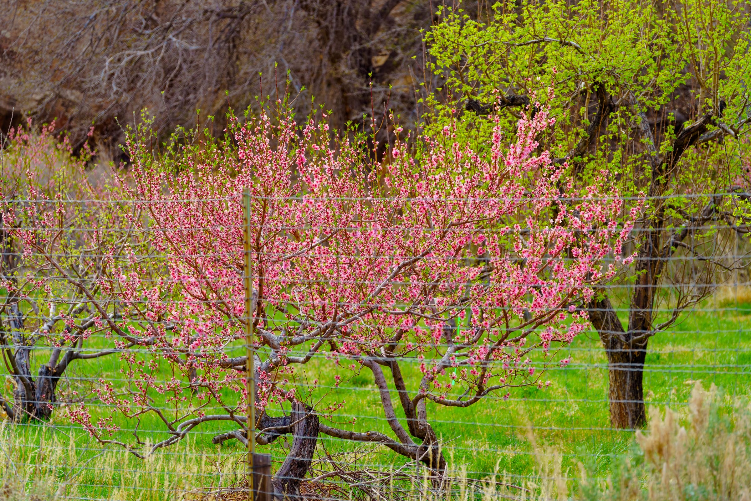 Peach Blossom in the Fruita Orchards, Fruita, Capitol Reef National Park, Utah