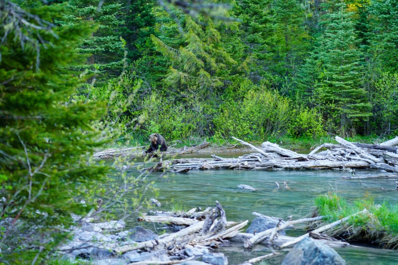 Creek and Driftwood, Glacier National Park, Montana