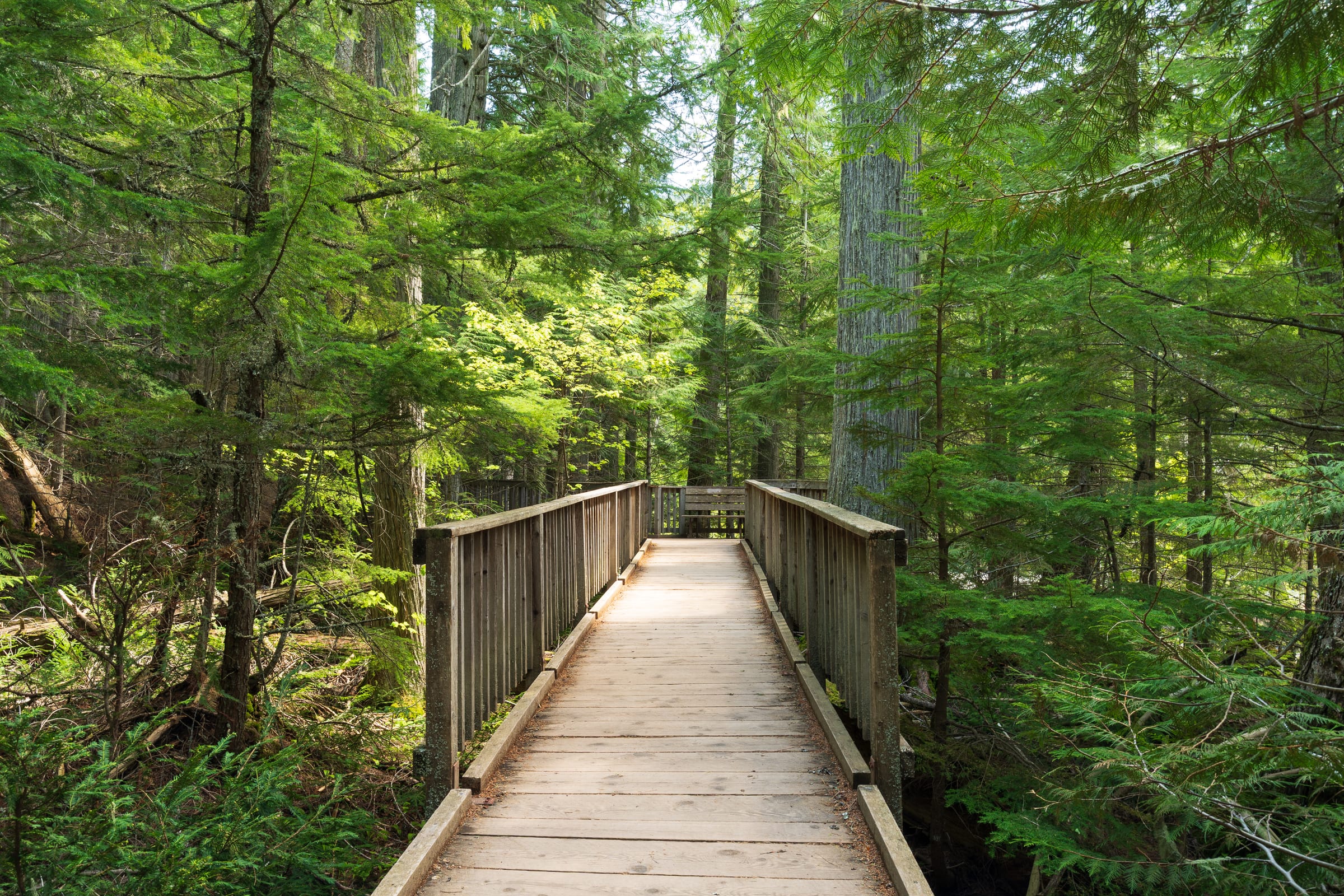 Trail of the Cedars, Glacier National Park, Montana