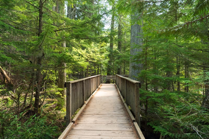 Trail of the Cedars, Glacier National Park, Montana