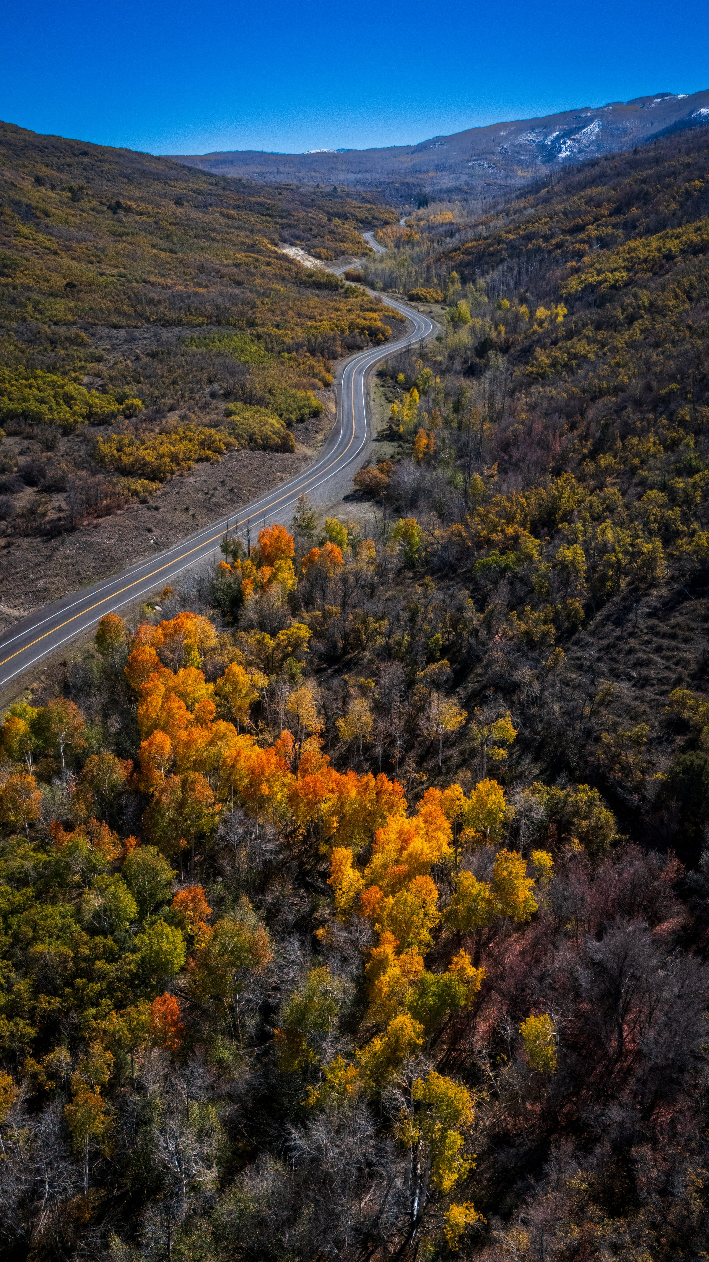 Gold Aspens on Gooseberry Road, Gooseberry Road, Fishlake National Forest, Utah