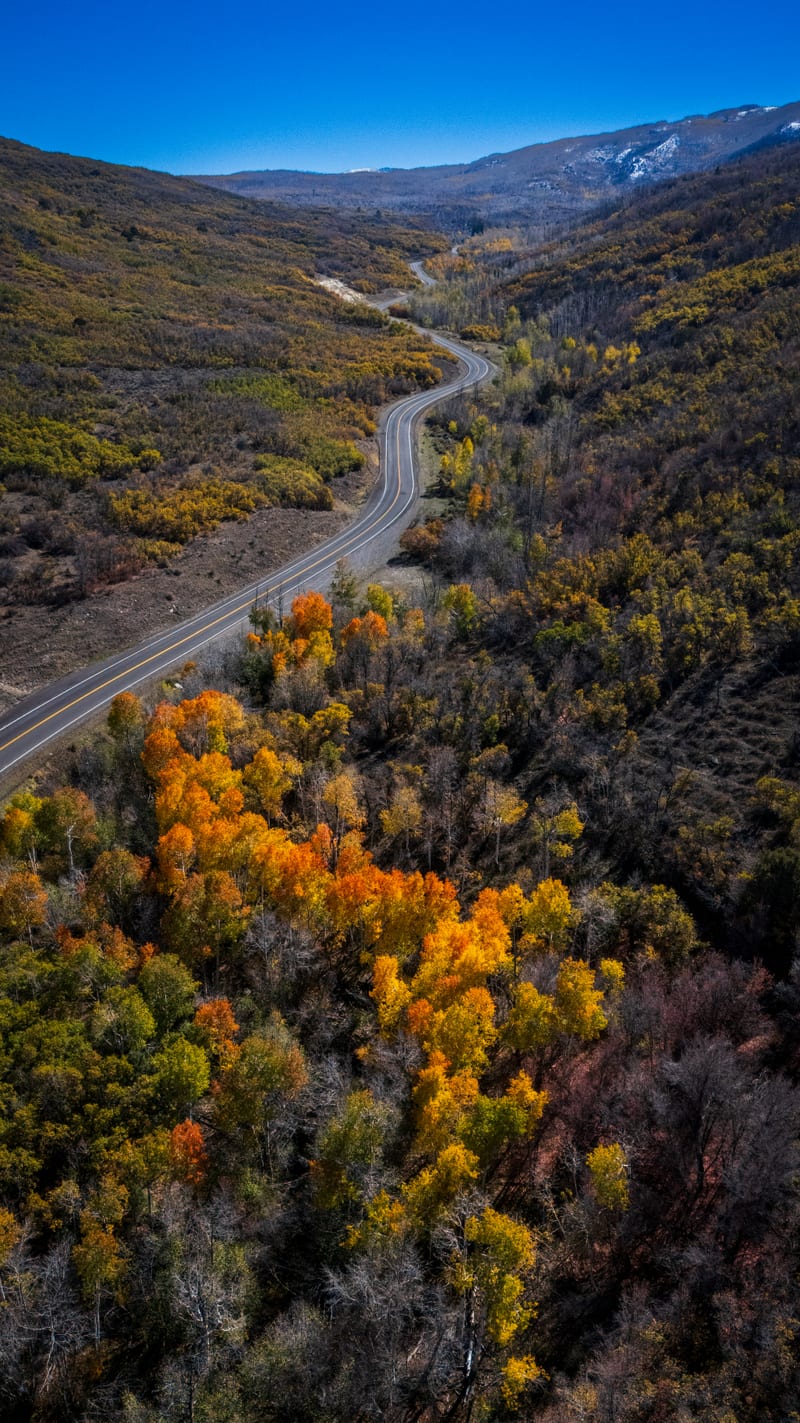 Gold Aspens on Gooseberry Road, Gooseberry Road, Fishlake National Forest, Utah