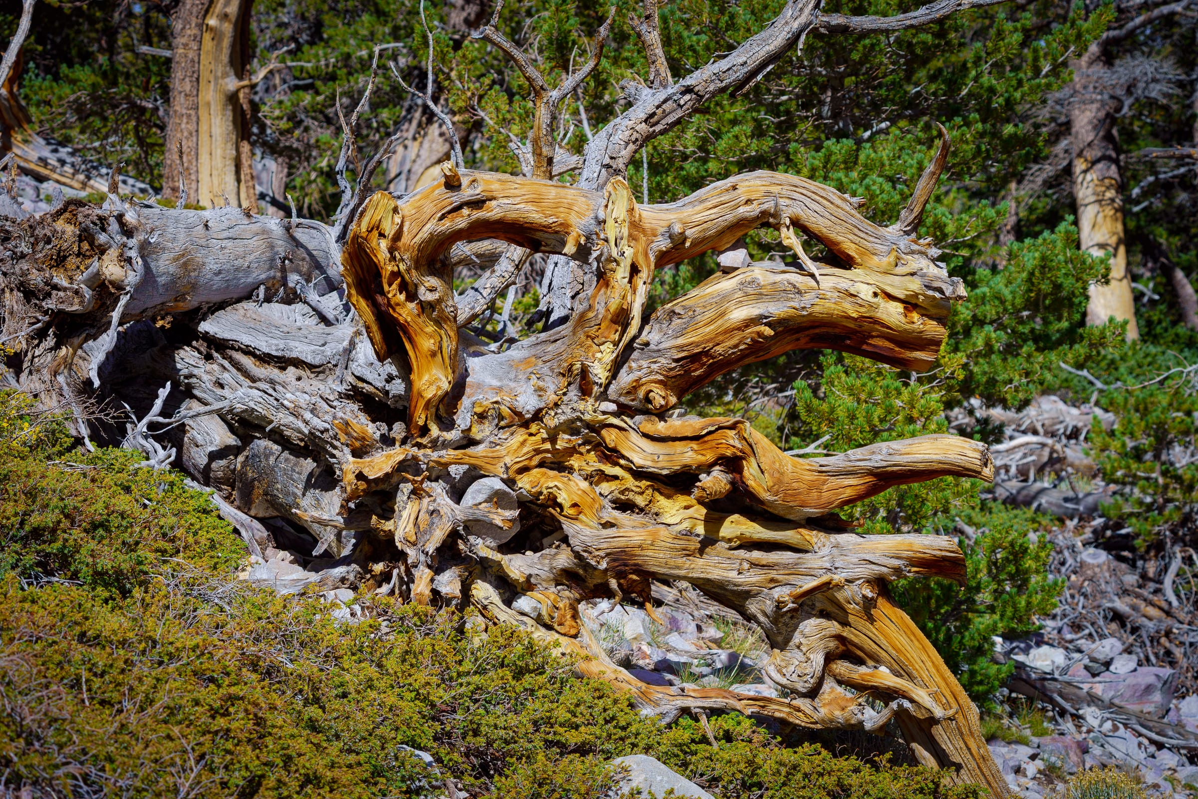 Bristlecone Root, Great Basin National Park, Nevada