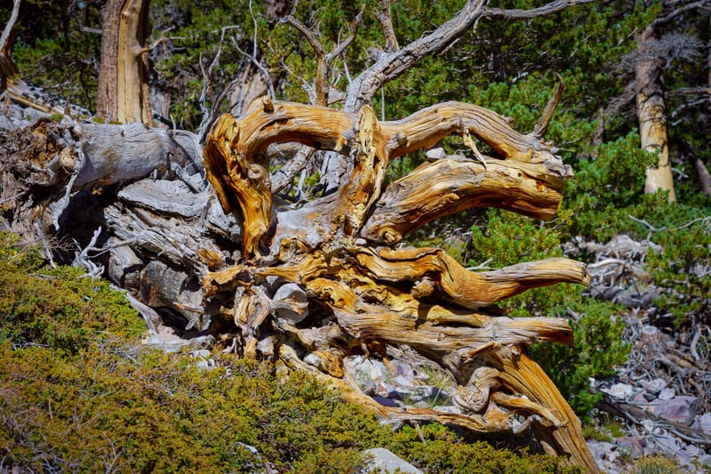 Bristlecone Root, Great Basin National Park, Nevada