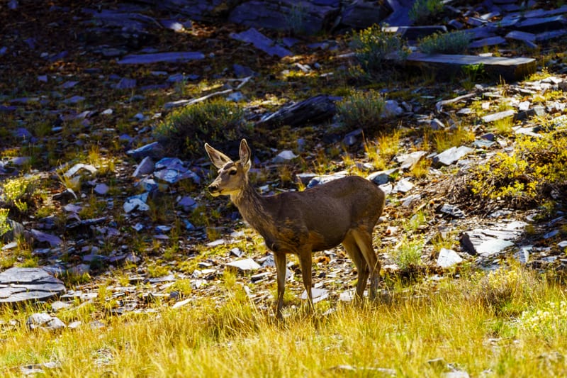 Mule Deer Doe, Great Basin National Park, Nevada