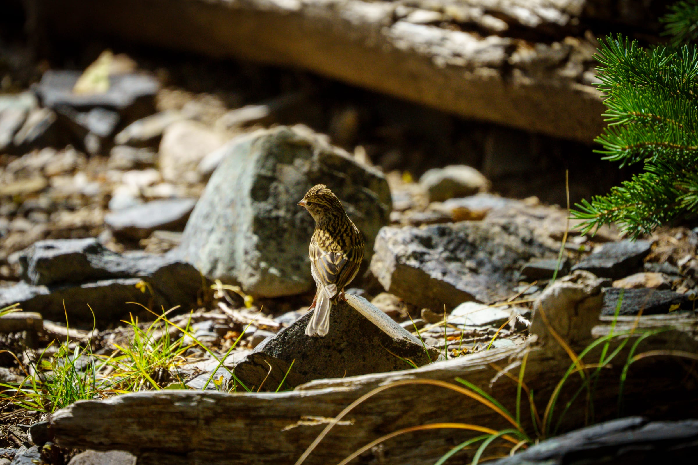 Sparrow on the Talus, Great Basin National Park, Nevada