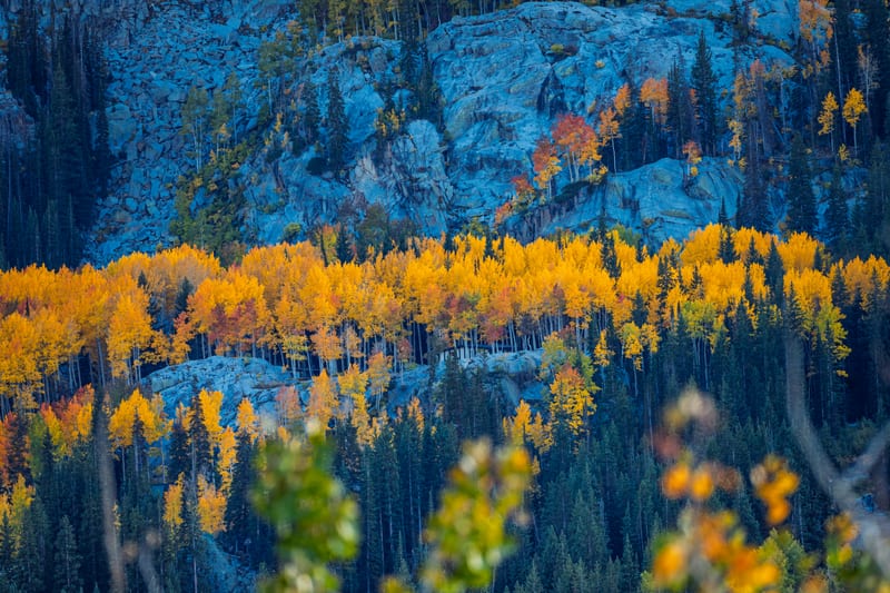 Gold Aspens under Granite, Guardsman Pass, Wasatch Mountains, Utah