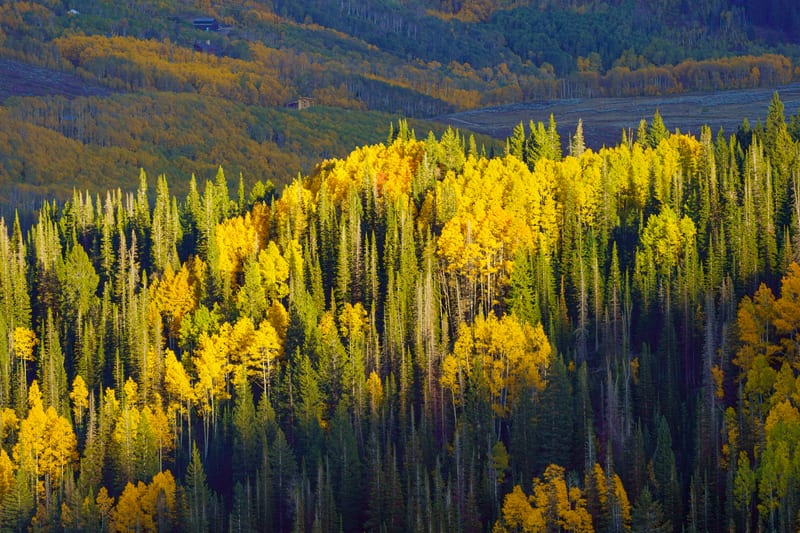 Spotlit Aspens in the Conifers, Guardsman Pass, Wasatch Mountains, Utah