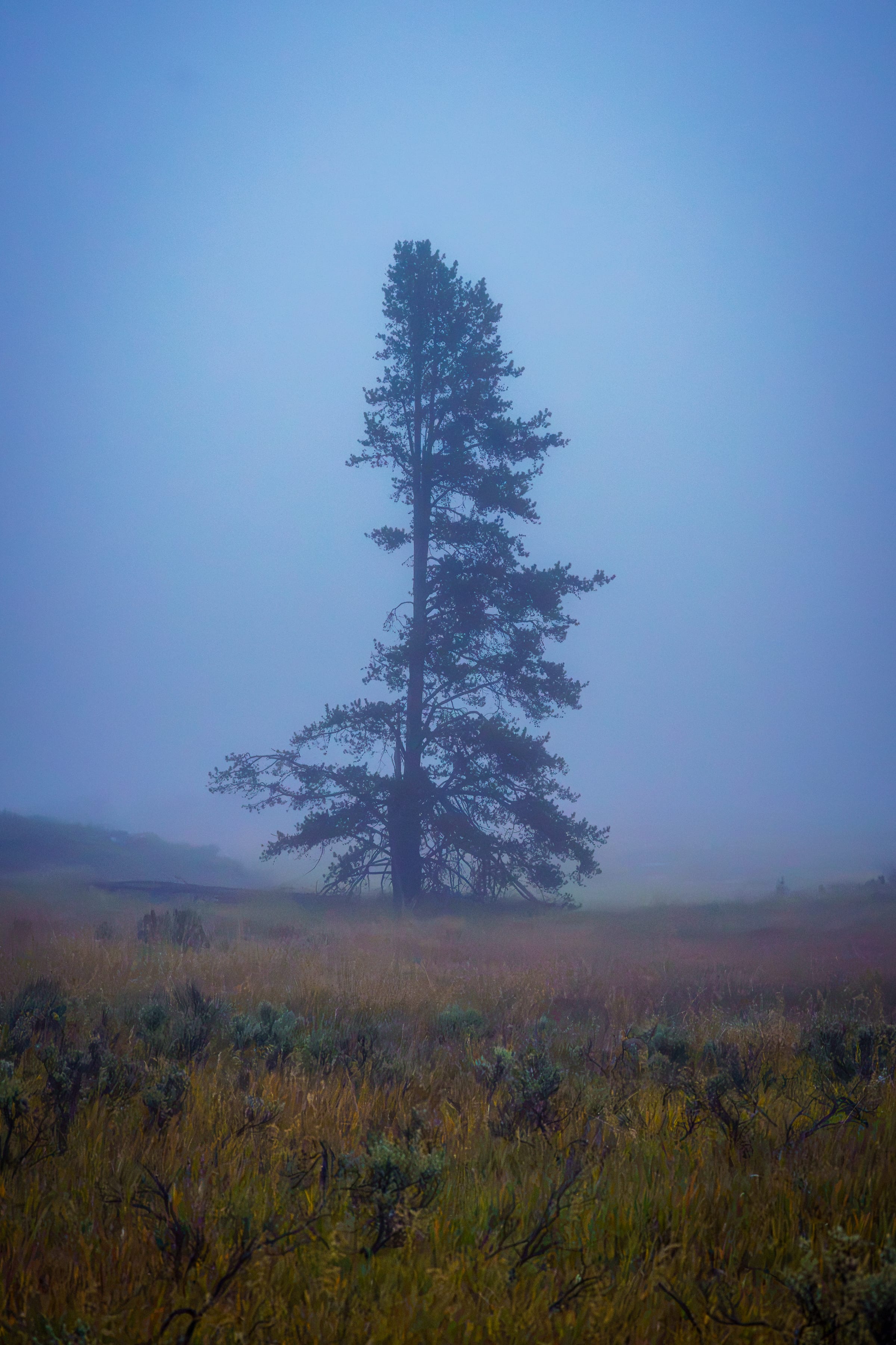 Pine in the Fog, Harriman State Park, Idaho