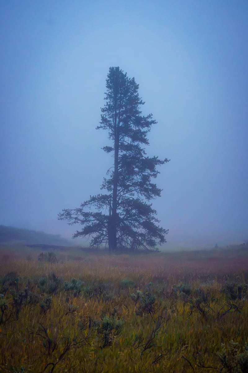Pine in the Fog, Harriman State Park, Idaho