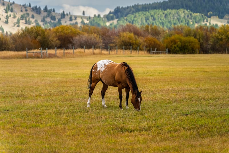 A Horse in the Autumn Pasture, Centennial Valley, Montana