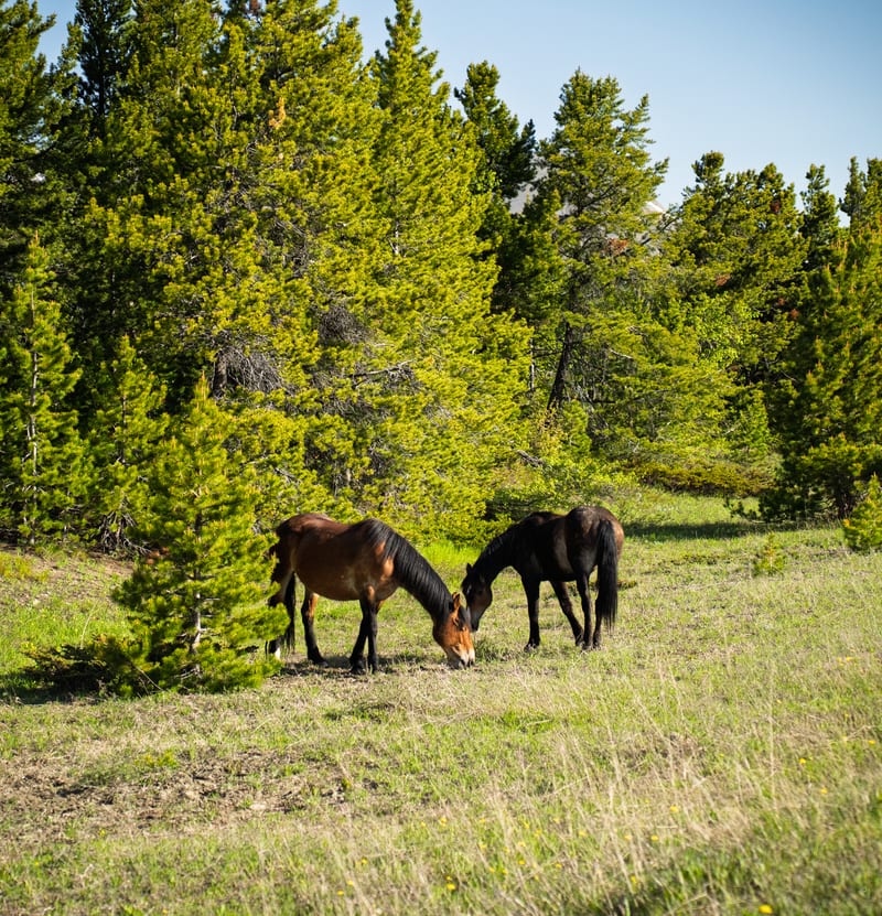 Horses in a Glacier Meadow, Glacier National Park, Montana