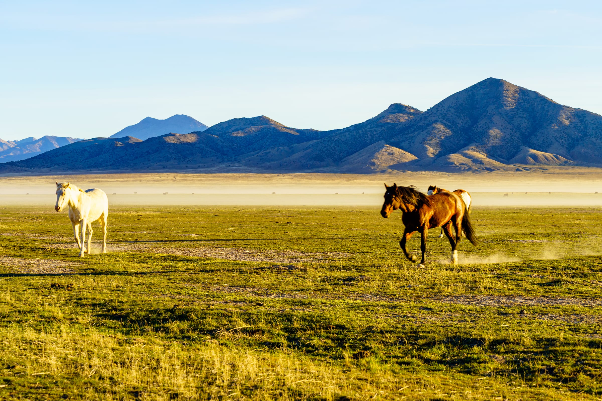 Wild Horses on the West Desert Flat, West Desert, near Dugway, Utah