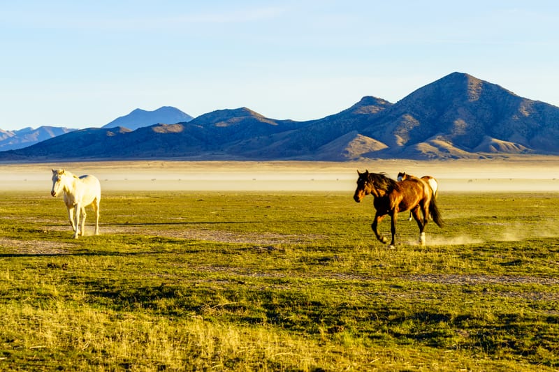 Wild Horses on the West Desert Flat, West Desert, near Dugway, Utah