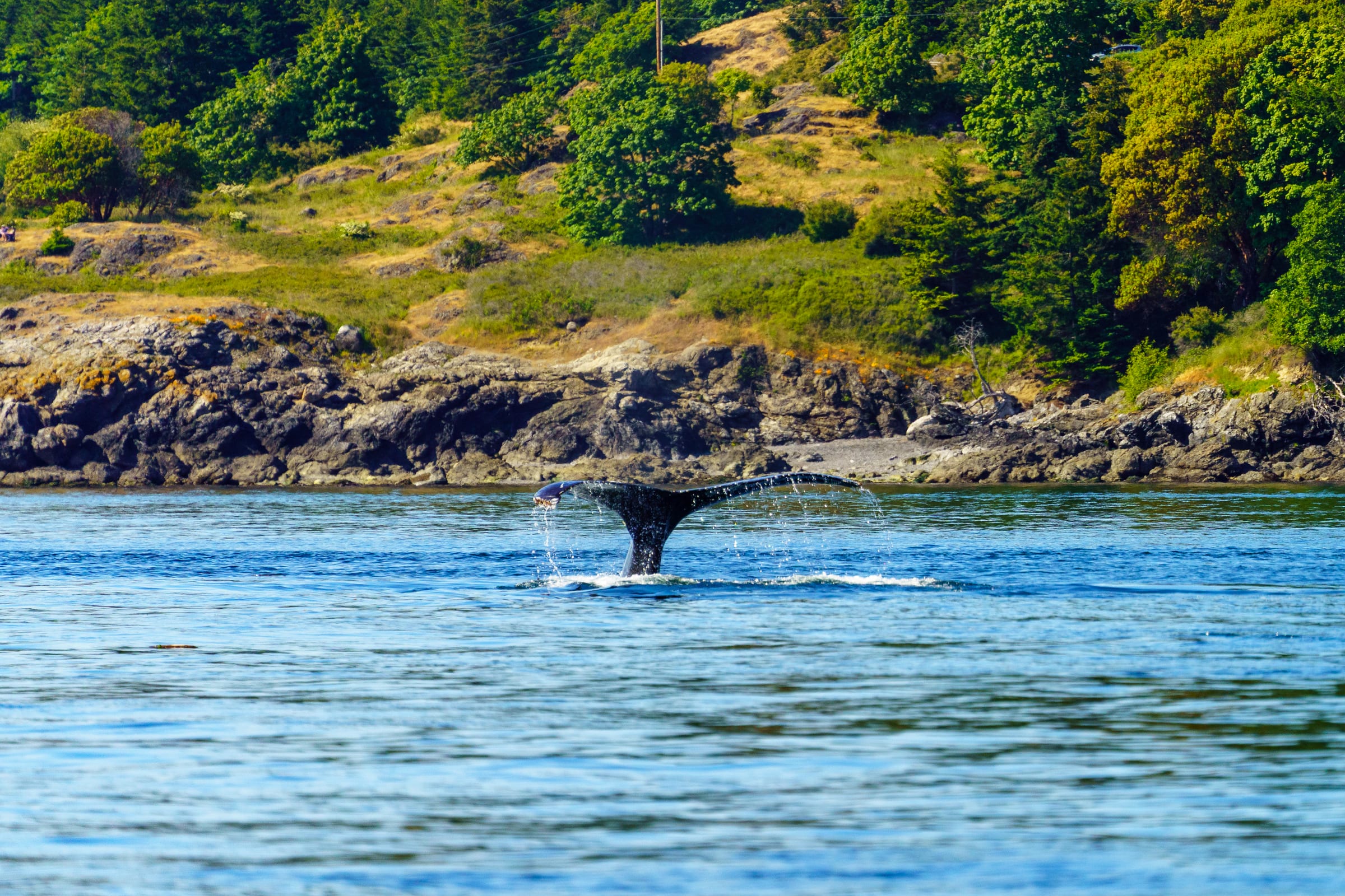 Humpback Tail, Off Anacortes, San Juan Islands, Washington