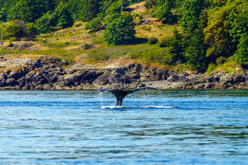 Humpback Tail, Off Anacortes, San Juan Islands, Washington